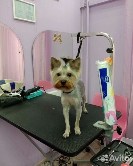 Стрижка собак и кошек с выездом на дом