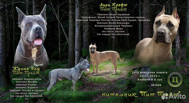 Щенки Прайтера
