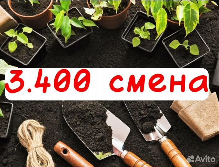 Разнорабочий в теплицу без опыта