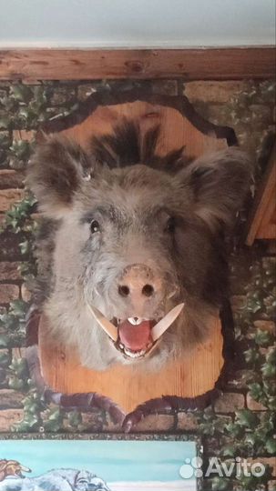 Чучело головы кабана