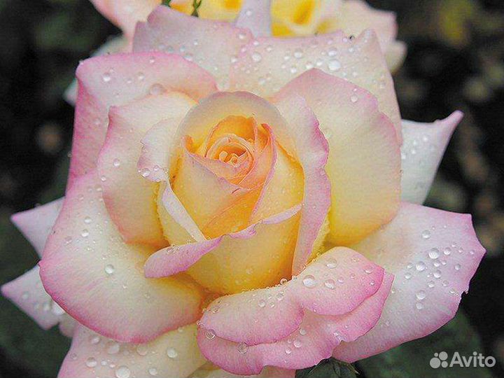 Кустовые розы саженцы (на осень)