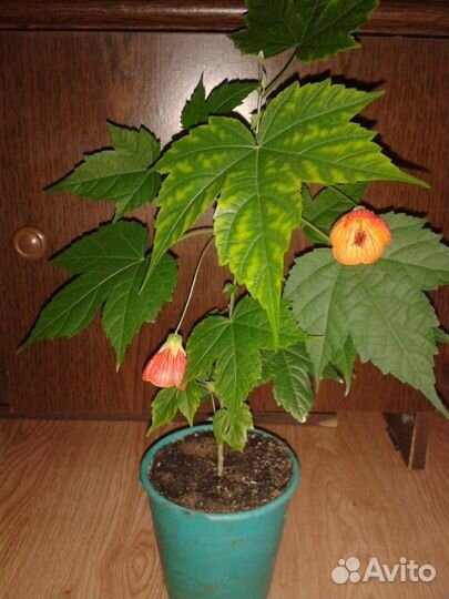 Комнатный клен (абутилон)