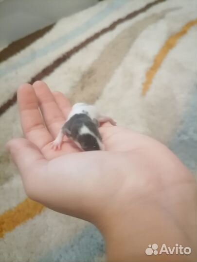 Крысенки Дамбо