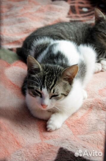 Милый котик ищет надежные ручки