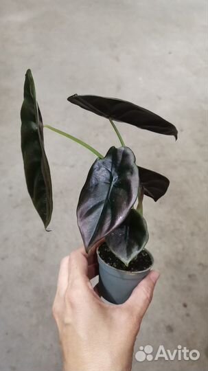 Алоказия Купера Ред Сикрет