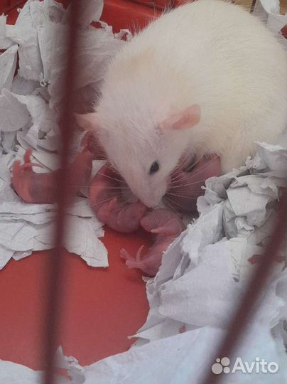 Дамбо-рекс крысята крыс