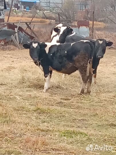 Телка, стельная