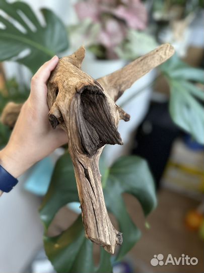 Коряга мангровая