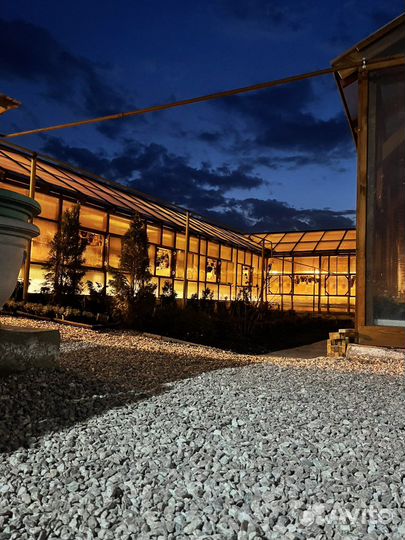 Гибриды вегетативной петунии, калибрахоа, петхоа