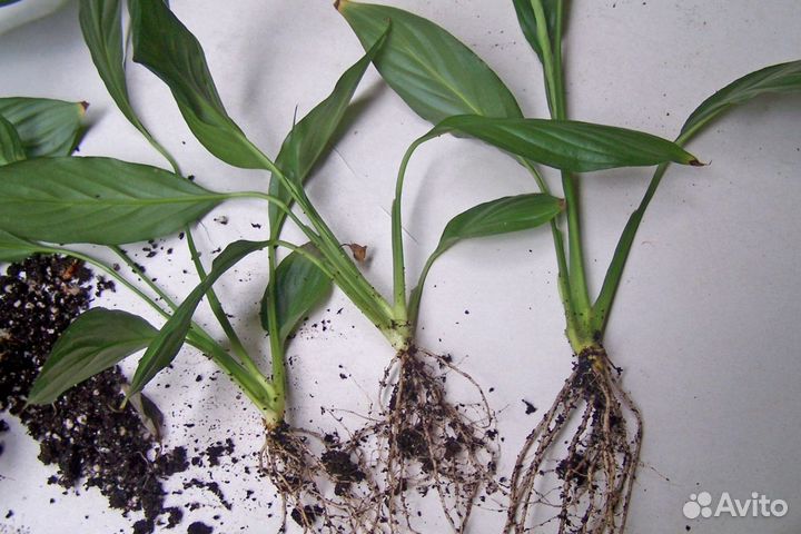 Спатифиллум отростки