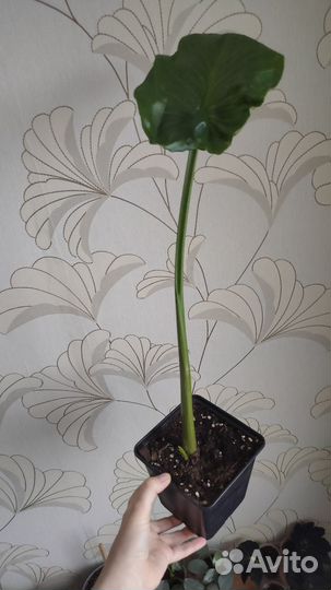 Калла, сциндапсус,эпипремнум