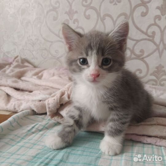 Отдам котят в хорошие руки