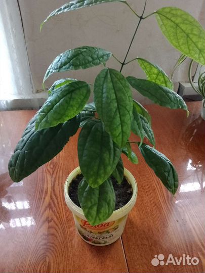 Комнатные цветы