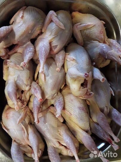 Мясо перепелов