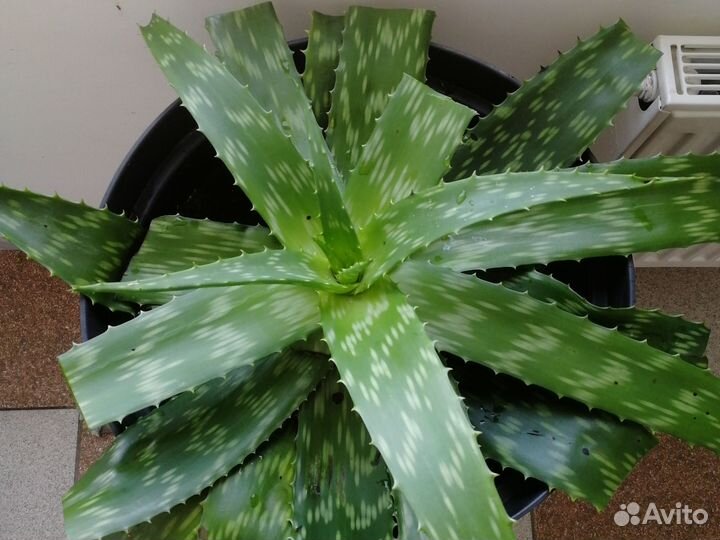 Алоэ столетник рассада