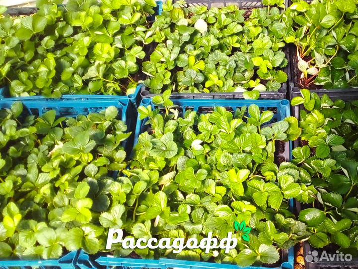 Рассада клубники. Элитные сорта