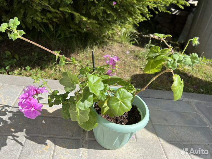 Ахименесы Last Dawn/ Герань ампельная