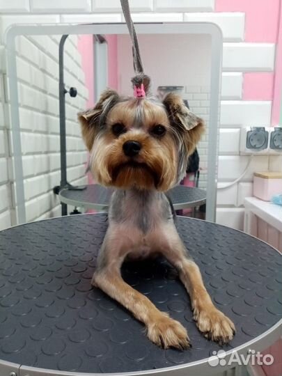 Йорк стандарт