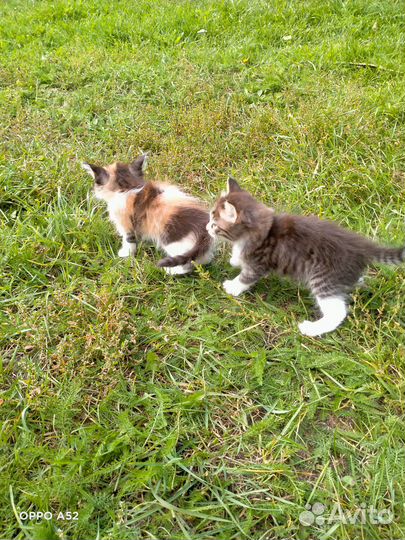 Отдам котят