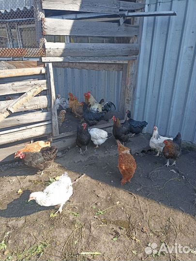 Куры несушки