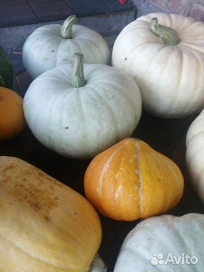 Овощи,Тыква сладкая, капуста, урожай 2023г