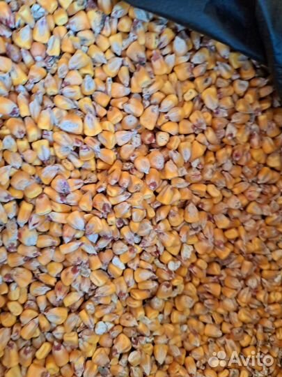 Кукуруза