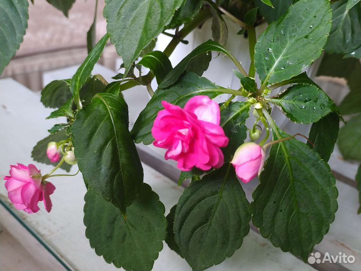 Бальзамин махровый