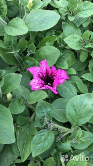 Рассаада цветов