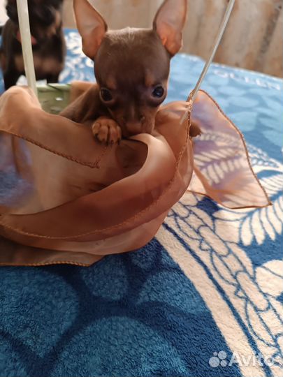 Щенок маленькой собаки