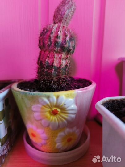 Алое вера столетник кактусы кактусята