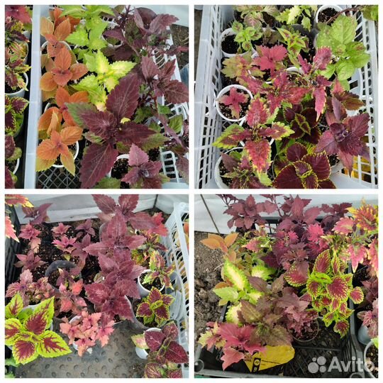 Колеусы вегетативные