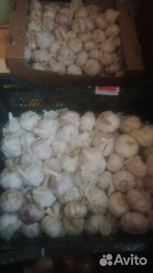 Чеснок
