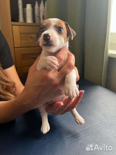 Щенки джек рассел терьер