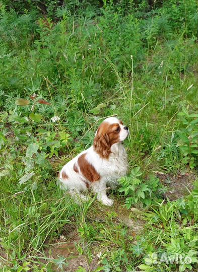 Кавалер кинг чарльз спаниель вязка