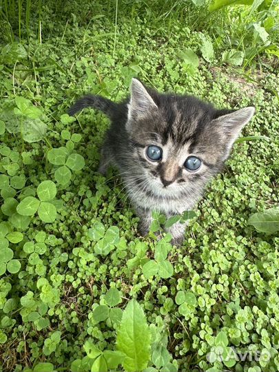 Котята в добрые руки бесплатно 1 месяц