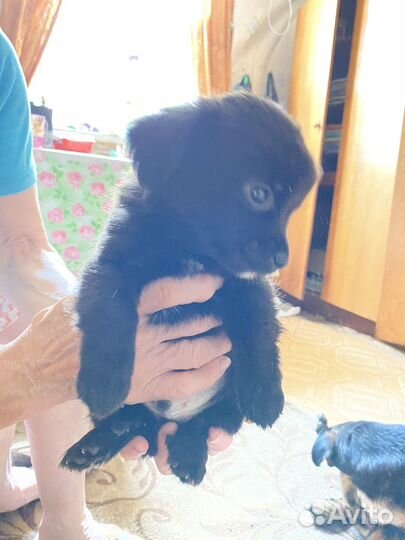 Щенки отдам в добрые руки