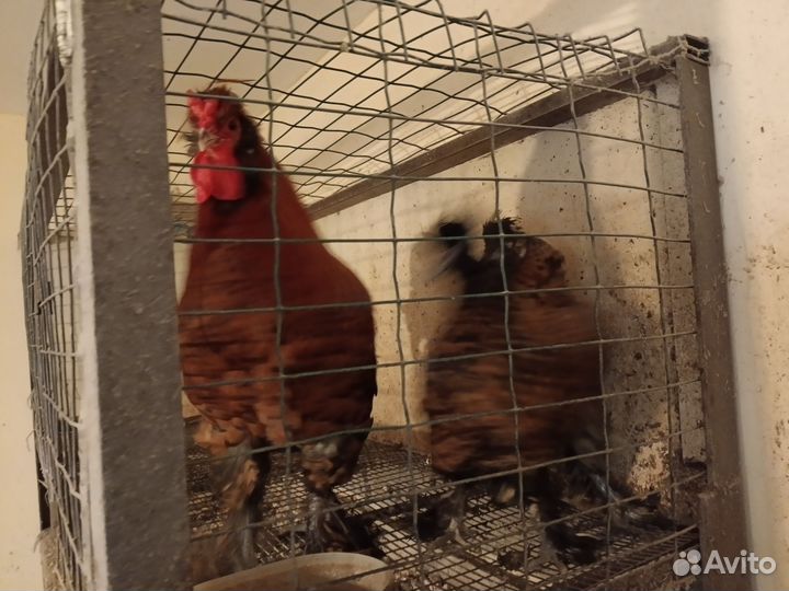 Куры павловские золото