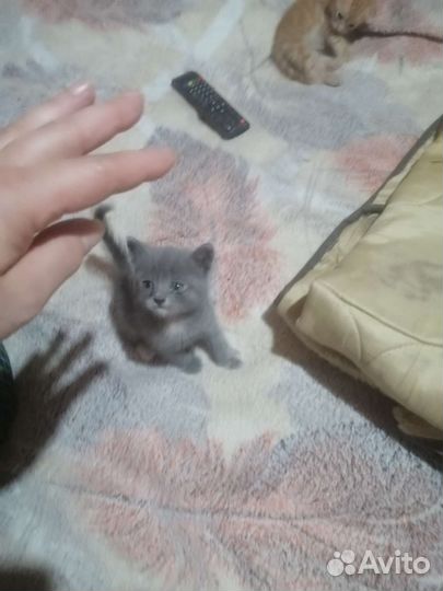 Кошка в дар бесплатно