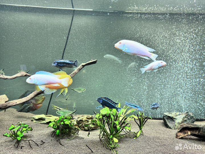 Аквариум с тумбой 450л