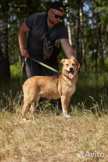 Собаки хотят гулять
