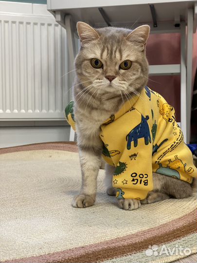 Одежда для кошки, комбинезон