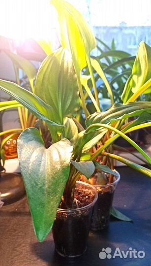 Комнатные цветы растения