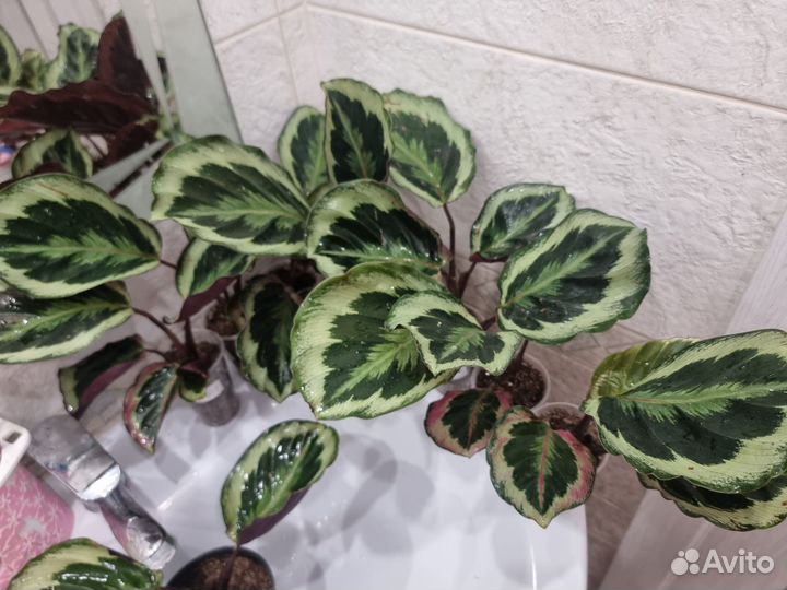 Калатея без названия