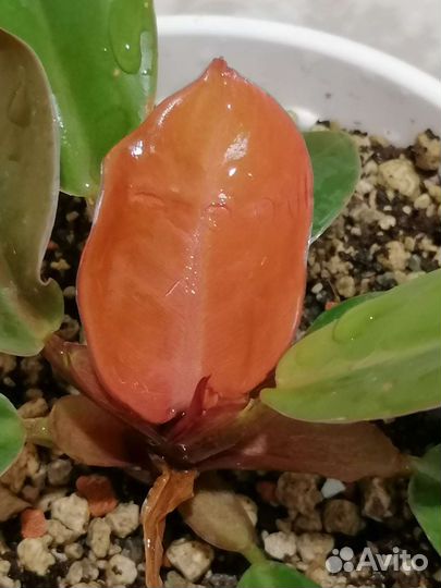 Филодендроны