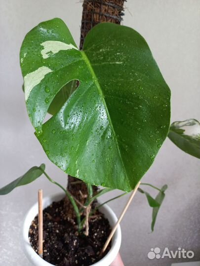 Монстера альба и обычная монстера