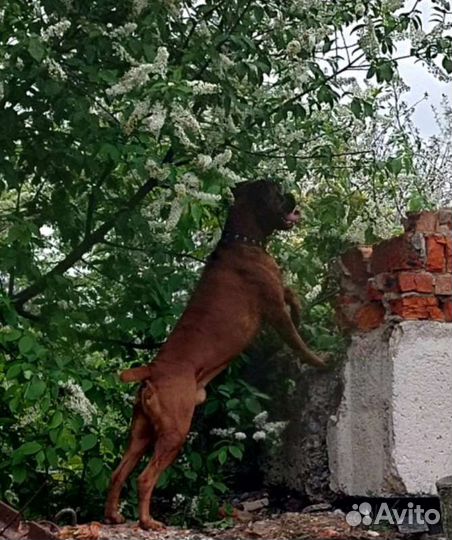 Вязка кобель
