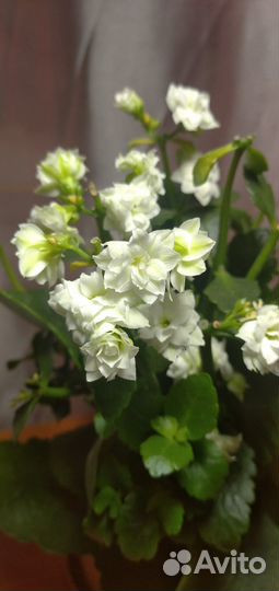 Продам цветы комнатные