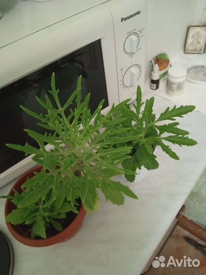 Излишки Комнатных Растений