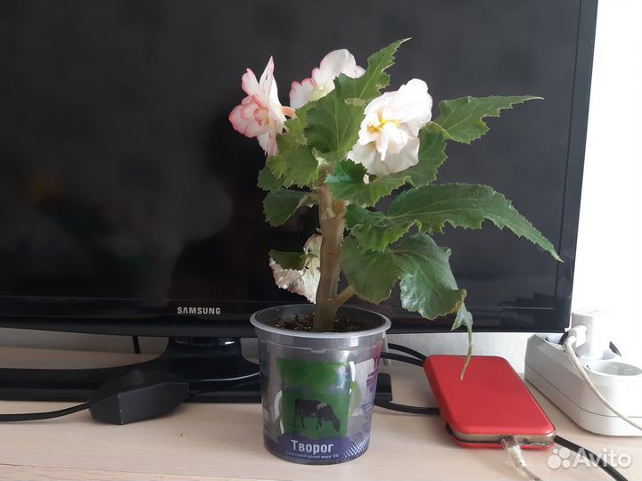 Бегония клубная Шанель