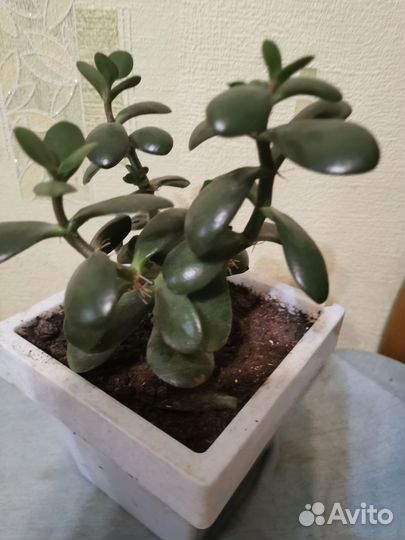 Денежное дерево толстянка крассула